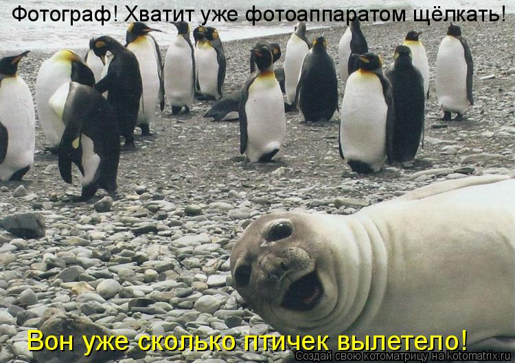 Котоматрица: Фотограф! Хватит уже фотоаппаратом щёлкать!   Вон уже сколько птичек вылетело!