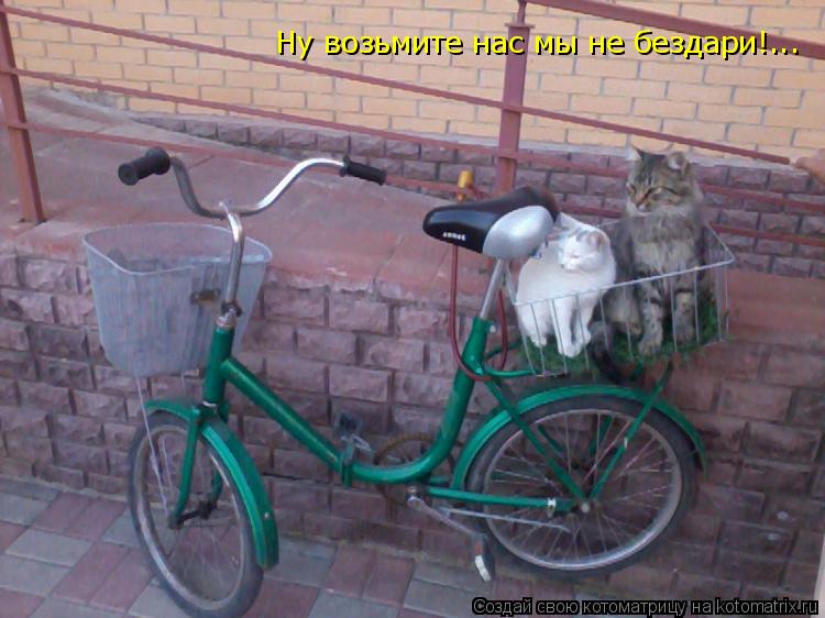 Котоматрица: Ну возьмите нас мы не бездари!...