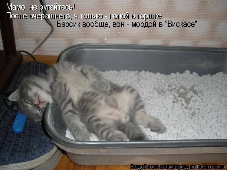 Котоматрица: Мамо, не ругайтесь! После вчерашнего, я только - попой в горшке... Барсик вообще, вон - мордой в "Вискасе"