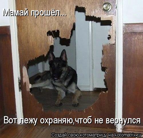 Вот лежу охраняю,чтоб не вернулся Мамай прошёл...... Котоматрица: Вот лежу охраняю,чтоб не вернулся Мамай прошёл...