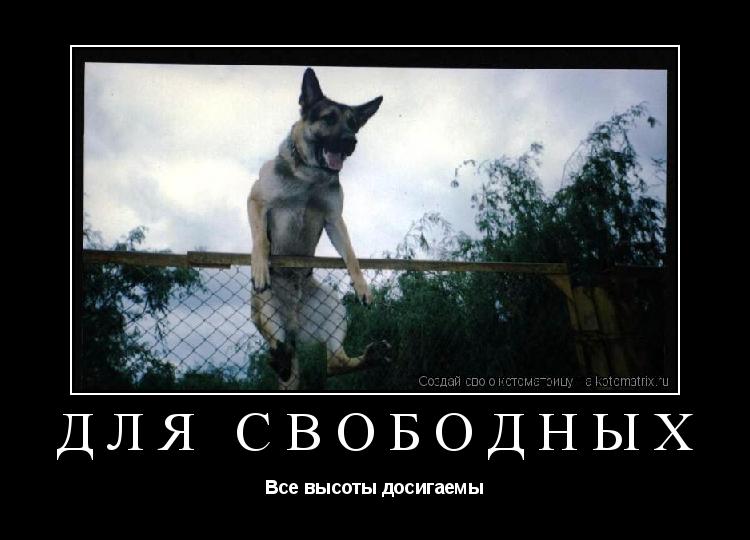 Котоматрица: ДЛЯ СВОБОДНЫХ Все высоты досигаемы