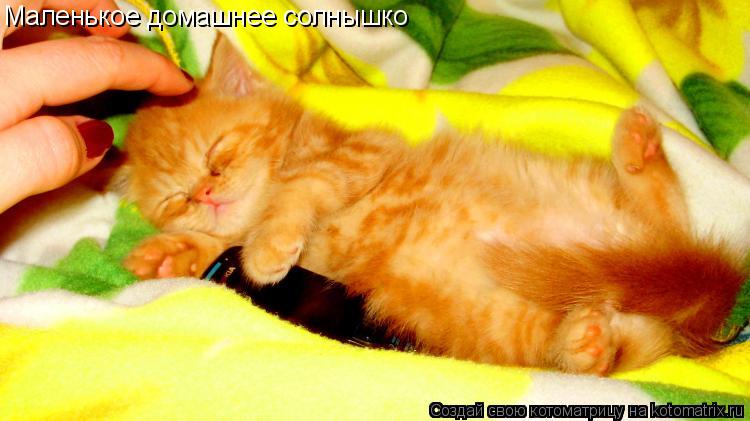 Котоматрица: Маленькое домашнее солнышко