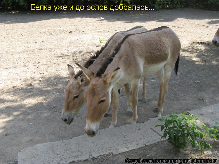 Белка уже и до ослов добралась........ Котоматрица: Белка уже и до ослов добралась.....