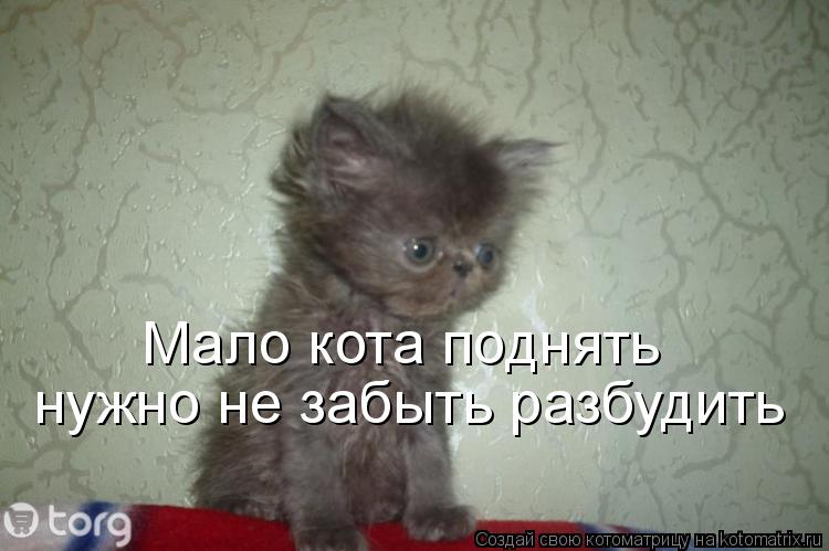 Котоматрица: Мало кота поднять нужно не забыть разбудить