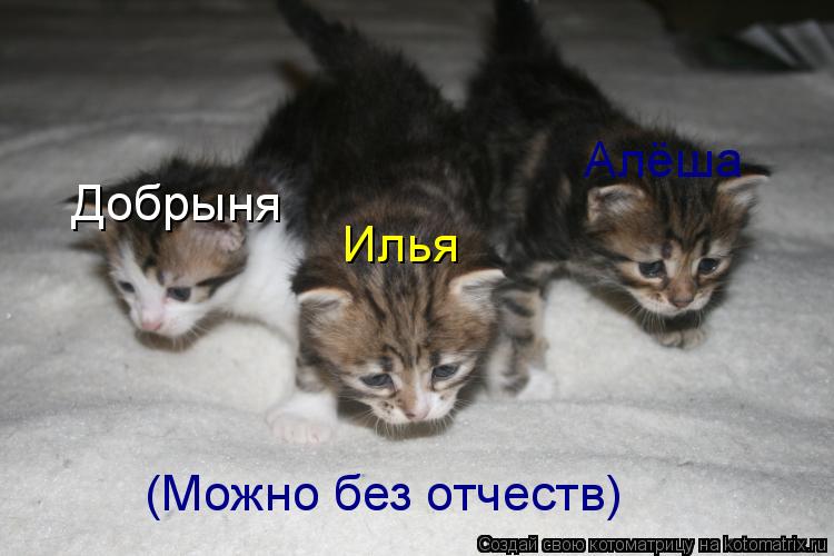 Котоматрица: Илья Добрыня Алёша (Можно без отчеств)