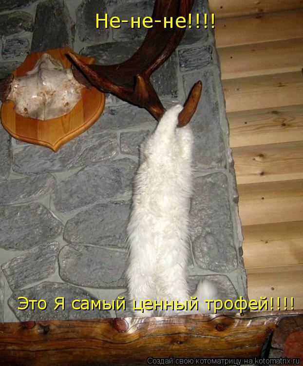 Котоматрица: Не-не-не!!!! Это Я самый ценный трофей!!!!