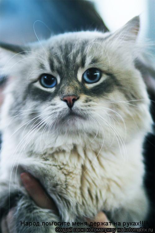 Котоматрица: Народ,помогите меня держат на руках!!!!