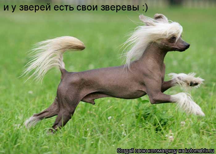 Котоматрица: и у зверей есть свои зверевы :)