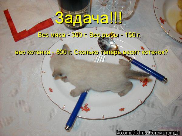 Котоматрица: Задача!!! Вес мяса - 300 г. Вес рыбы - 150 г. вес котенка - 800 г. Сколько теперь весит котенок?