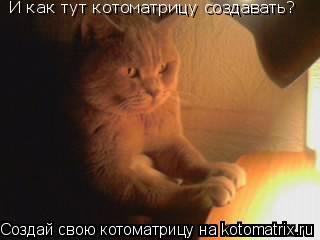 Котоматрица: И как тут котоматрицу создавать?
