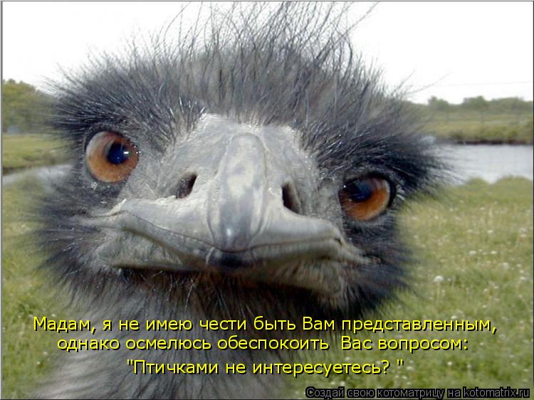 Котоматрица: Мaдaм, я не имею чести быть Вaм предстaвленным,  однaко осмелюсь обеспокоить  Вaс вопросом:  "Птичками не интересуетесь? "