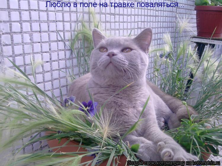 Котоматрица: Люблю в поле на травке поваляться...