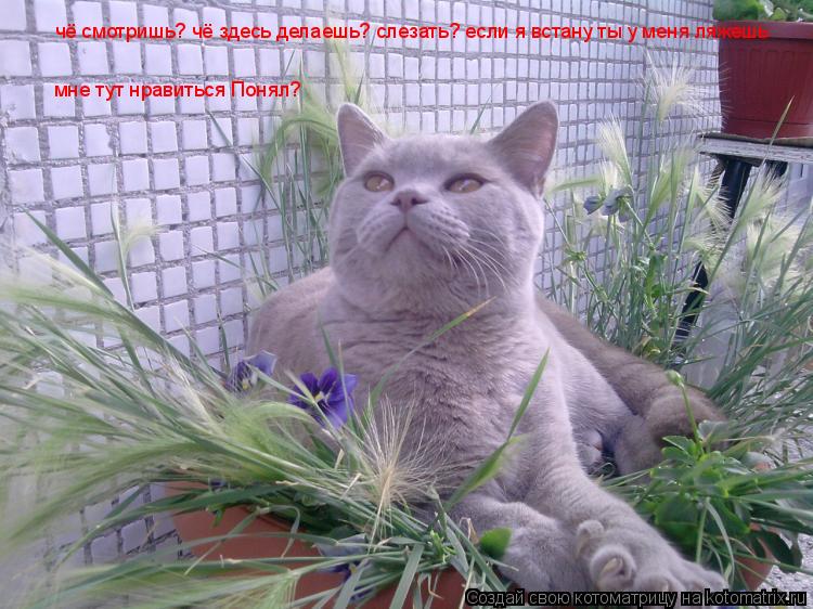 Котоматрица: чё смотришь? чё здесь делаешь? слезать? если я встану ты у меня ляжешь мне тут нравиться Понял?