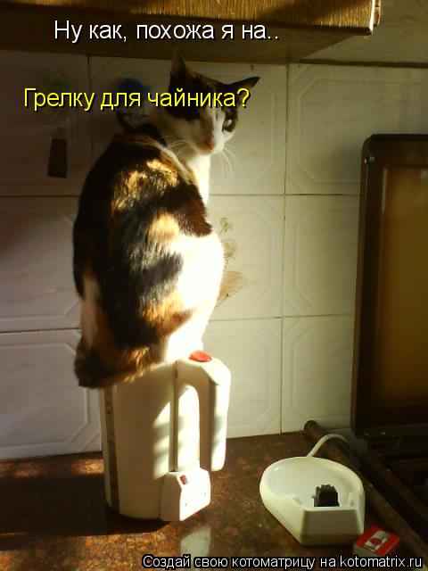 Котоматрица: Ну как, похожа я на.. Грелку для чайника?