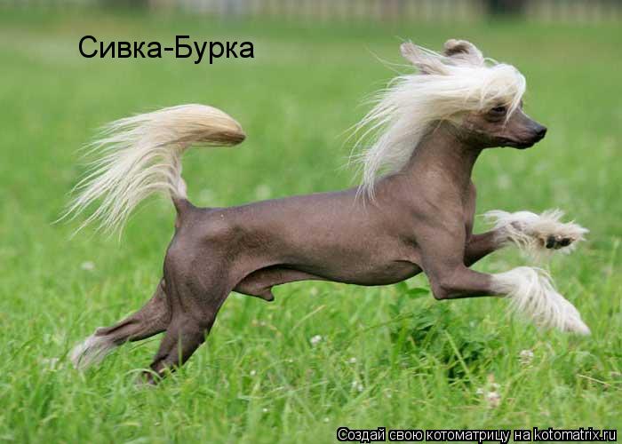 Котоматрица: Сивка-Бурка