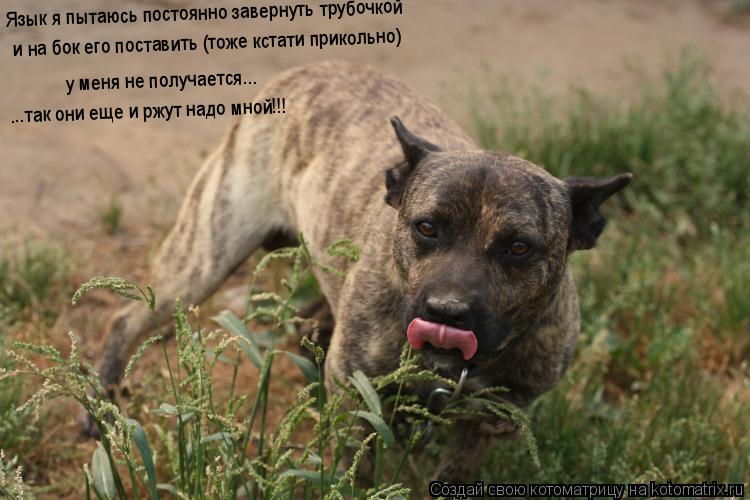 Котоматрица: Язык я пытаюсь постоянно завернуть трубочкой    и на бок его поставить (тоже кстати прикольно)  у меня не получается... ...так они еще и ржут над