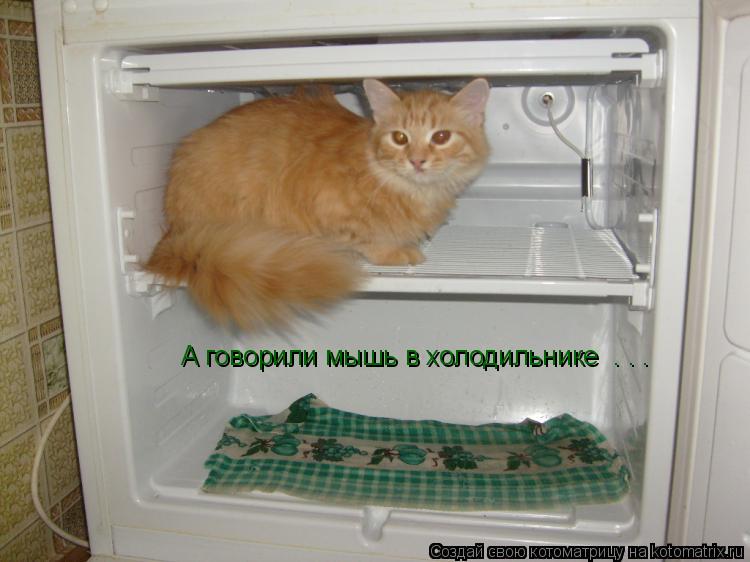 Котоматрица: А говорили мышь в холодильнике  . . .