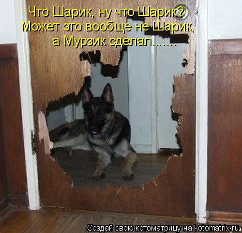 Котоматрица: Что Шарик, ну что Шарик? Может это вообще не Шарик,  а Мурзик сделал.......