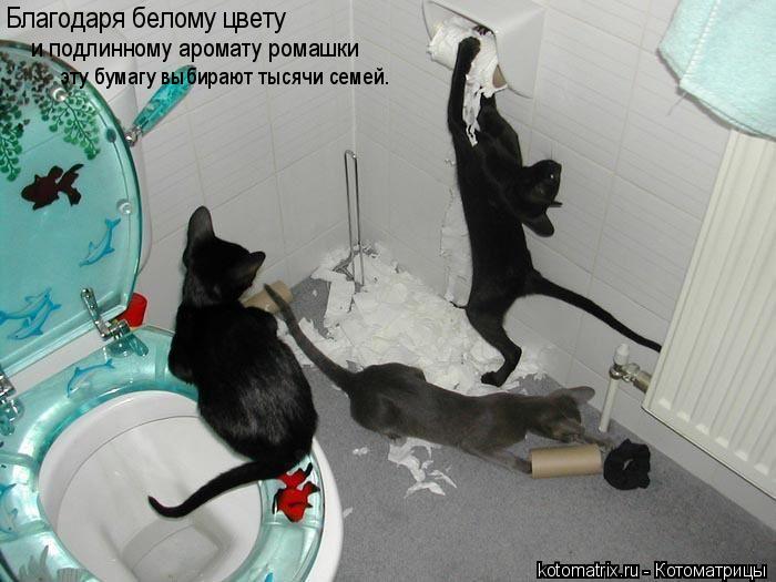 Котоматрица: Благодаря белому цвету  и подлинному аромату ромашки   эту бумагу выбирают тысячи семей.