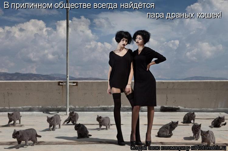 В приличном обществе всегда найдётся пара драных кошек!... Котоматрица: В приличном обществе всегда найдётся пара драных кошек!
