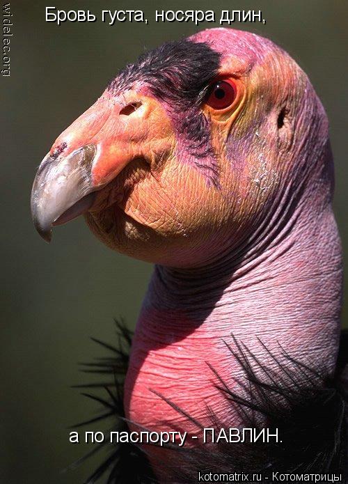 Котоматрица: Бровь густа, носяра длин, а по паспорту - ПАВЛИН.