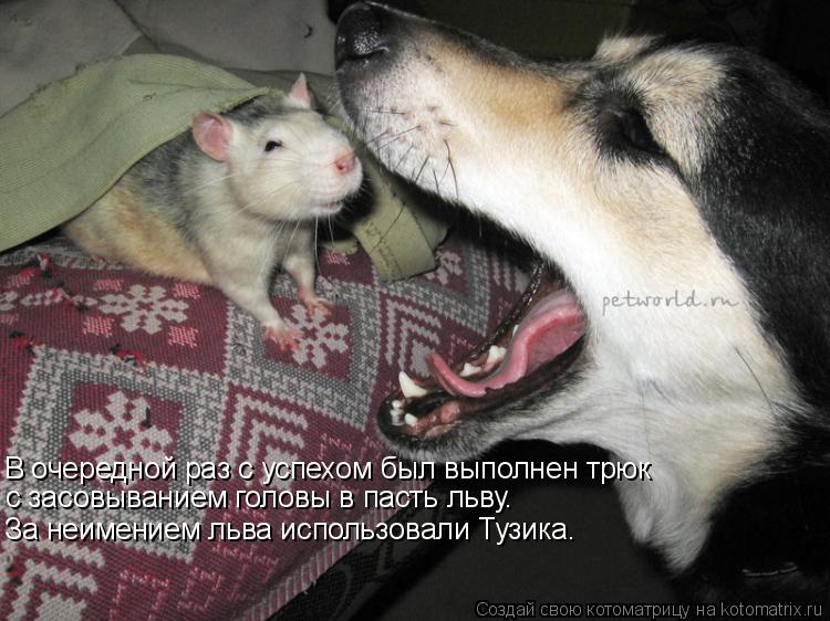 Котоматрица: В очередной раз с успехом был выполнен трюк с засовыванием головы в пасть льву. За неимением льва использовали Тузика.
