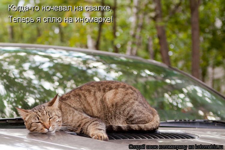 Котоматрица: Когда-то ночевал на свалке, Теперь я сплю на иномарке!