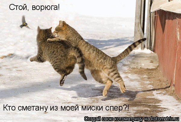 Котоматрица: Стой, ворюга! Кто сметану из моей миски спер?!