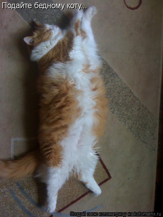 Котоматрица: Подайте бедному коту...