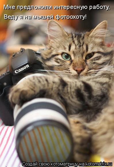 Котоматрица: Мне предложили интересную работу, Веду я на мышей фотоохоту!