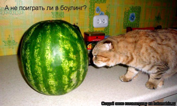 Котоматрица: А не поиграть ли в боулинг?