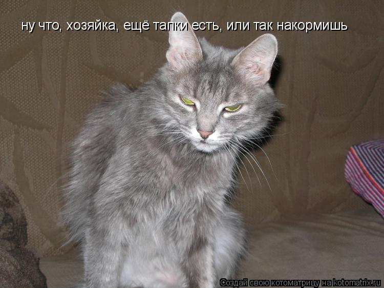 Котоматрица: ну что, хозяйка, ещё тапки есть, или так накормишь