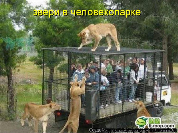 Котоматрица: звери в человекопарке