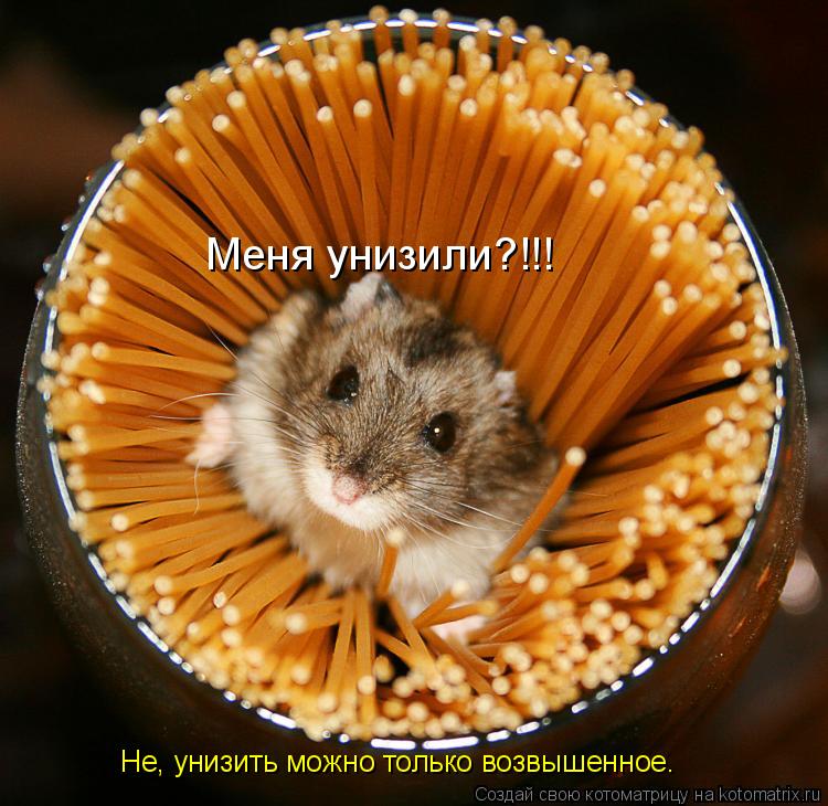 Котоматрица: Меня унизили?!!! Не, унизить можно только возвышенное.