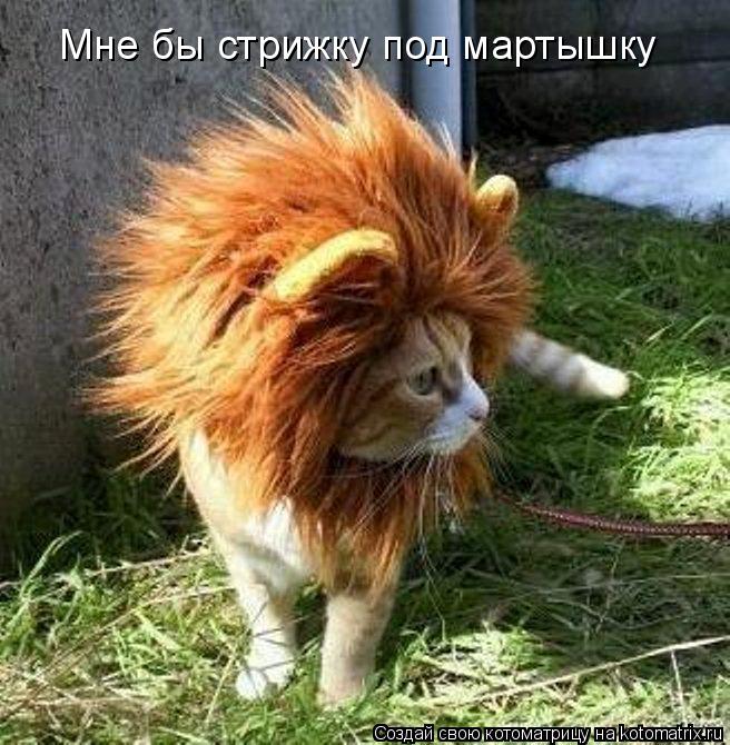Котоматрица: Мне бы стрижку под мартышку
