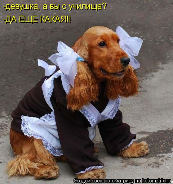 Котоматрица: -девушка, а вы с училища? -ДА ЕЩЕ КАКАЯ!!
