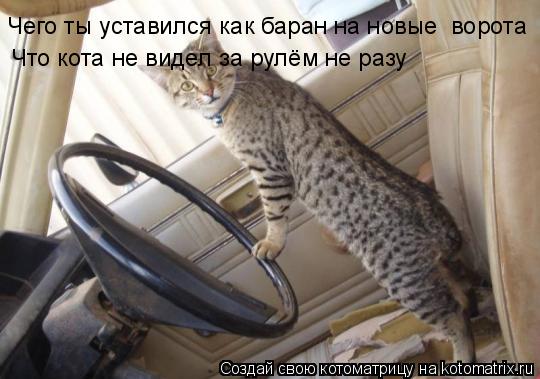 Котоматрица: Чего ты уставился как баран на новые  ворота  Что кота не видел за рулём не разу