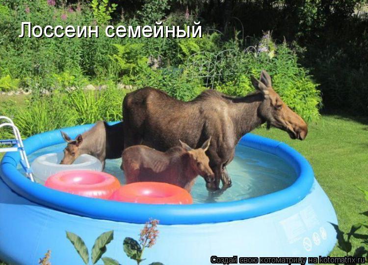 Котоматрица: Лоссеин семейный