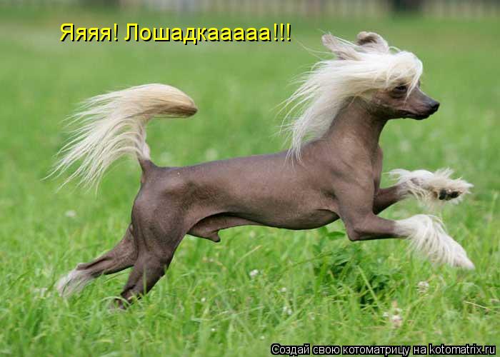 Котоматрица: Яяяя! Лошадкааааа!!!