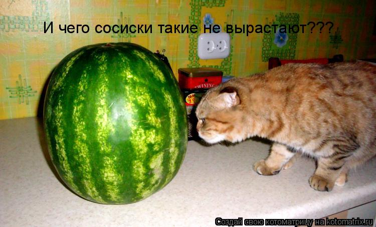 Котоматрица: И чего сосиски такие не вырастают???