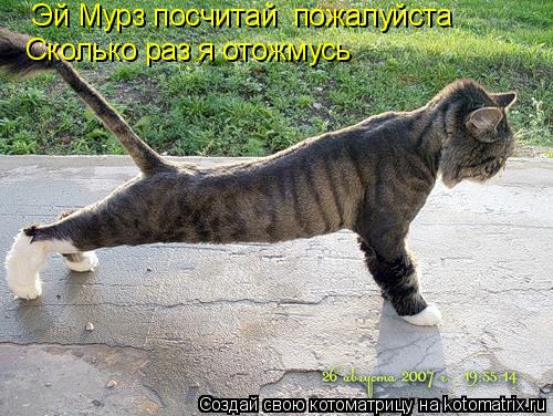 Котоматрица: Эй Мурз посчитай  пожалуйста   Сколько раз я отожмусь