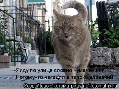 Котоматрица: -Яиду по улице словно чумачечший Потомучто нагадил в тапок человечий