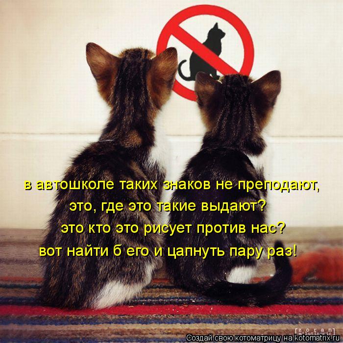 Котоматрица: в автошколе таких знаков не преподают, это, где это такие выдают? это кто это рисует против нас? вот найти б его и цапнуть пару раз!