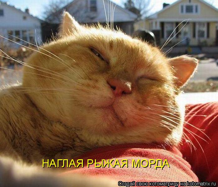 Котоматрица: НАГЛАЯ РЫЖАЯ МОРДА