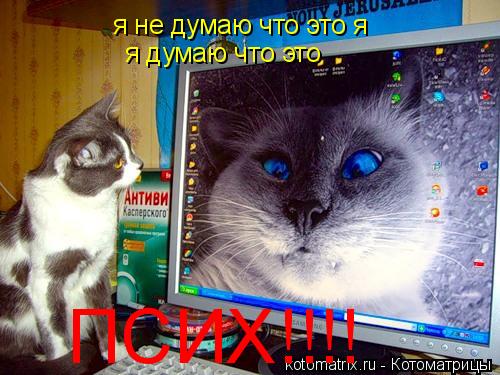 Котоматрица: я не думаю что это я  я думаю что это  ПСИХ!!!!