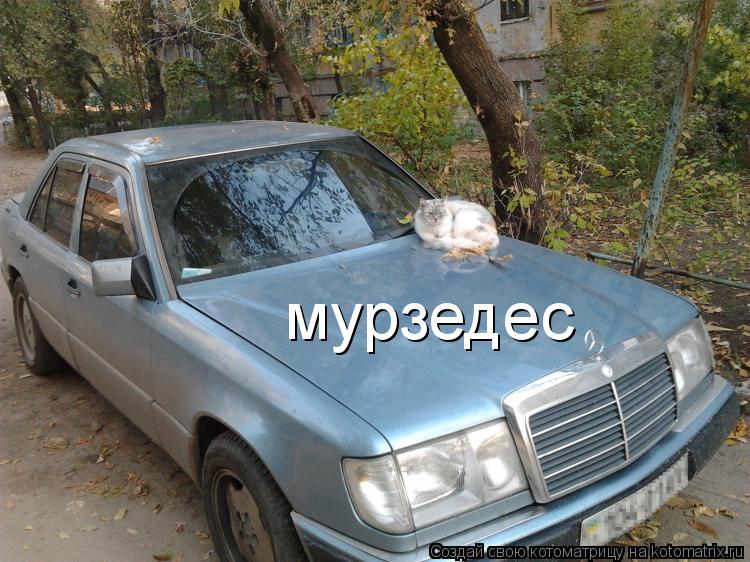 Котоматрица: мурзедес