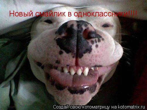 Котоматрица: Новый смайлик в одноклассники!!!!