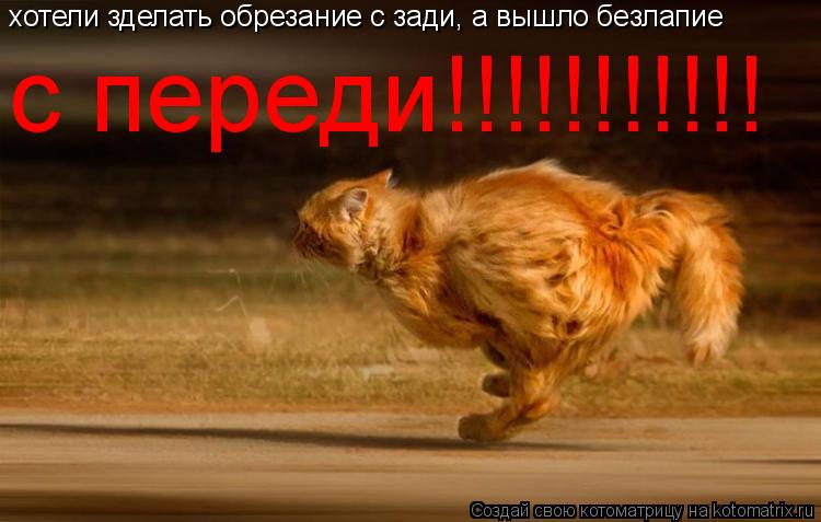 Котоматрица: хотели зделать обрезание с зади, а вышло безлапие  с переди!!!!!!!!!!!