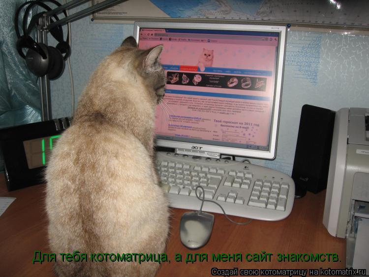 Котоматрица: Для тебя котоматрица, а для меня сайт знакомств.