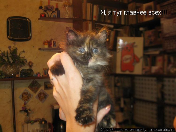 Котоматрица: Я, я тут главнее всех!!!